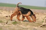 WELSH TERRIER 085
